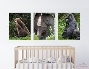 Baby Gorilla and Dad Photo
