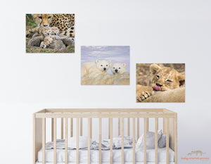 Polar Bear Cubs Photo