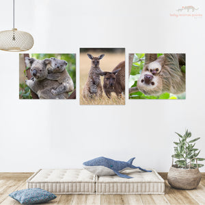 Kangaroo and Joey Photo