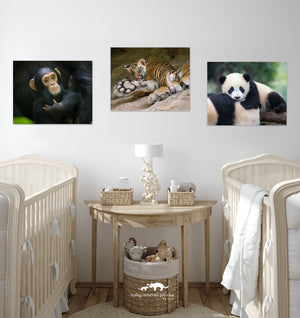 Snuggle Baby Panda Photo