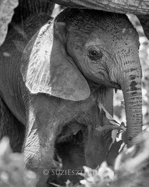Shy Baby Elephant Photo
