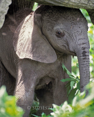 Shy baby elephant and mother - color photograph