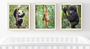Playful Baby Panda Photo