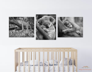 Sleepy Baby Animals Photo Set (Black and White)