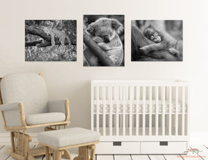 Sleepy Baby Animals Photo Set (Black and White)