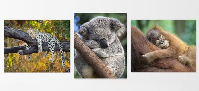 Sleepy Baby Animals Photo Set (Color)