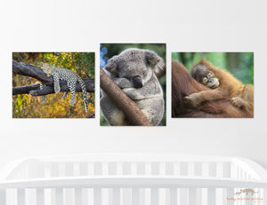 Sleepy Baby Animals Photo Set (Color)