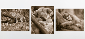 Sleepy Baby Animals Photo Set (Sepia)