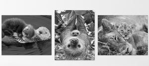 Snuggle Baby Animals Photo Set (Black and White)