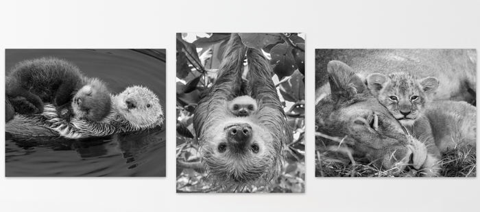 Snuggle Baby Animals Photo Set (Black and White)