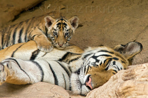 sleepy mom and baby tiger photo