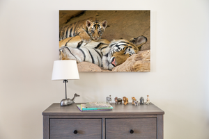 Sleepy Mom and Baby Tiger Photo