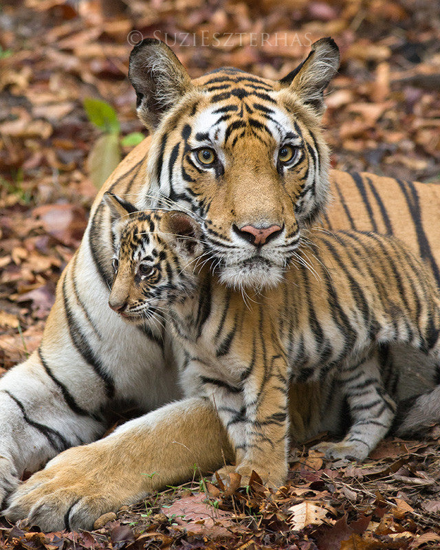 cute baby tiger and mom