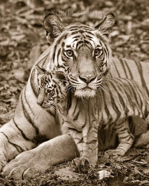 Mom and Baby Tiger Photo