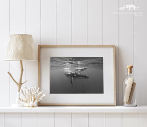 Mother and Baby Whale Photo