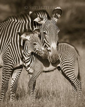 Mom and Baby Zebra Photo