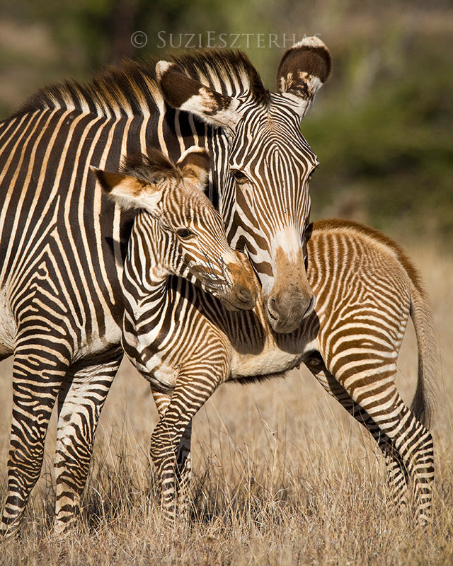 Animal Hugs Photo Set (Color) – Baby Animal Prints by Suzi