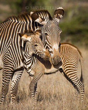 Animal Hugs Photo Set (Color)