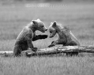 Baby Bears Playing Photo