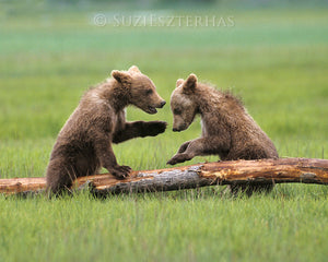 Baby grizzly bears playing - color photo