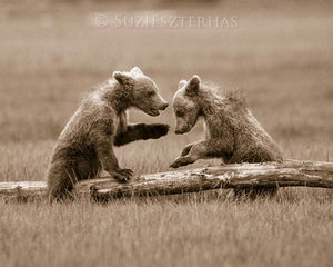 Baby Bears Playing Photo