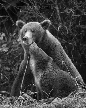 Baby Brown Bear and Mom Nuzzling Photo