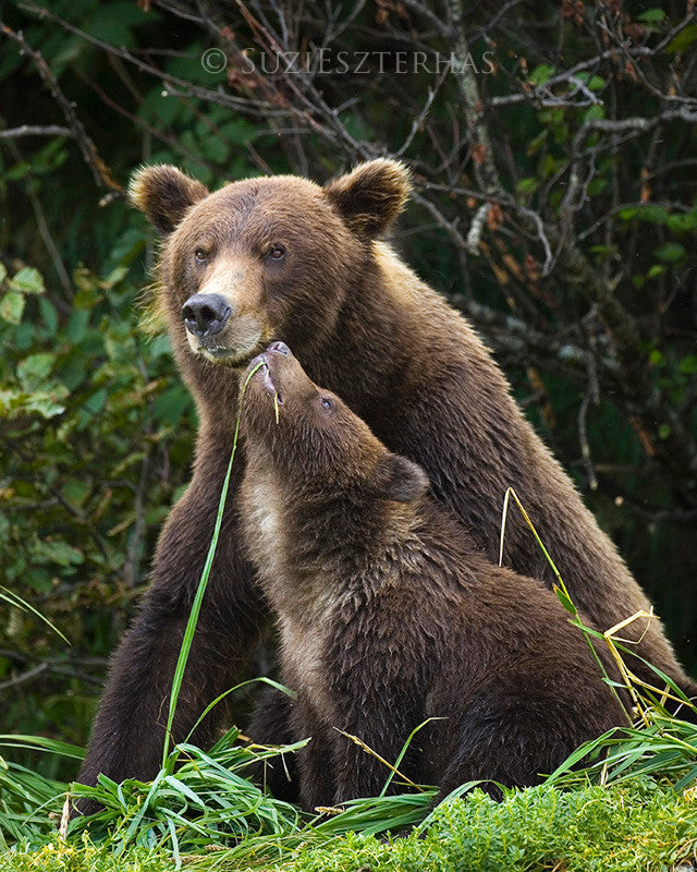 Baby Brown Bear and Mom Nuzzling Photo