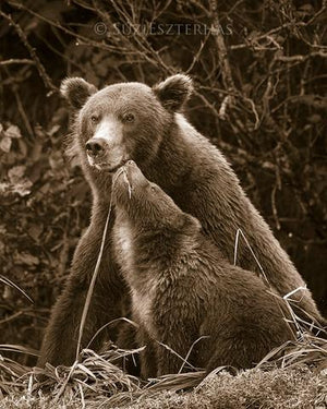 Baby Brown Bear and Mom Nuzzling Photo