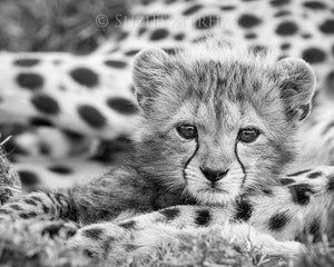 Baby Cheetah Photo