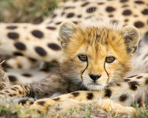 Baby cheetah photo - color