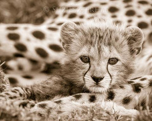 Baby Cheetah Photo