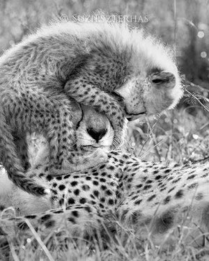 Baby Cheetah Playing Photo