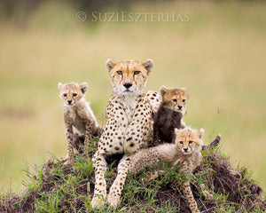 Baby cheetahs and mom - color photograph