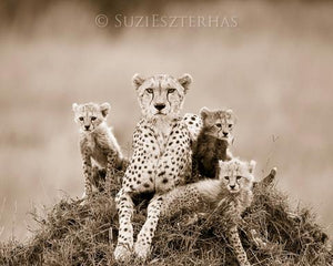 Baby Cheetahs and Mom Photo