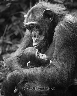 Baby Chimpanzee and Mom Photo
