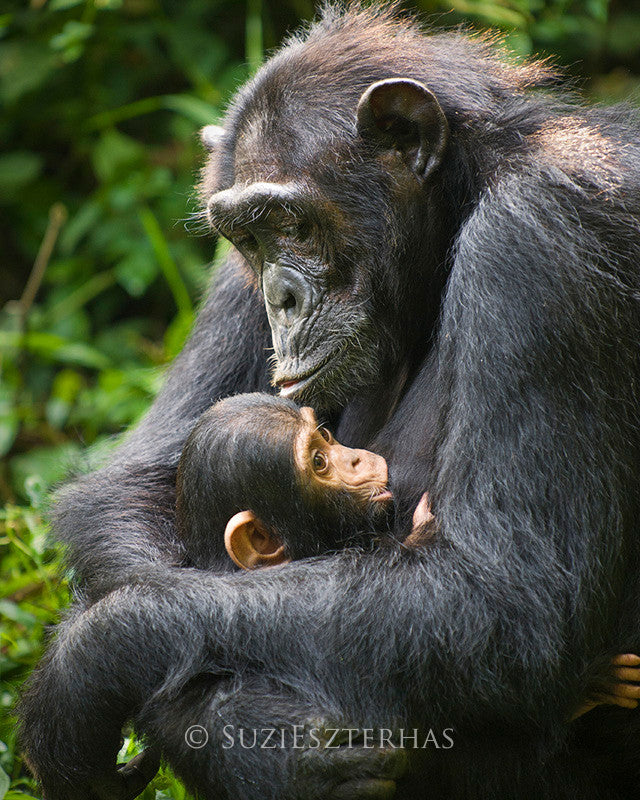 Baby Chimpanzee and Mom Photo