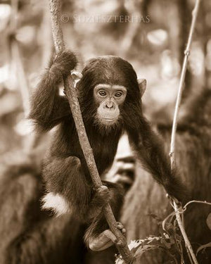 Baby Chimpanzee Photo