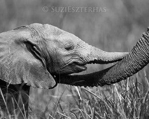 Baby Elephant Trunk Hug Photo