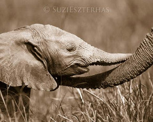Baby Elephant Trunk Hug Photo