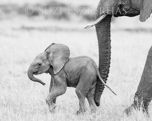 cute baby elephant black and white
