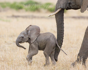 baby animal photos