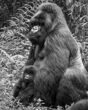 Baby Gorilla and Dad Photo