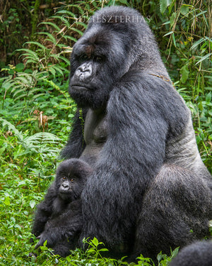 Baby gorilla with dad - color photo
