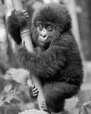 Baby Gorilla Photo