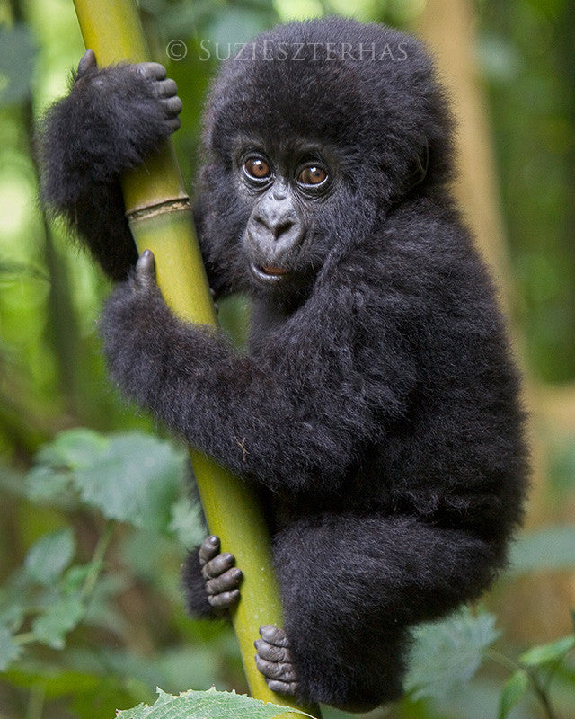 Baby Gorilla Photo