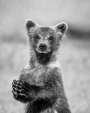 Baby Bear Photo