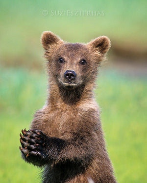 Baby grizzly bear - color photo