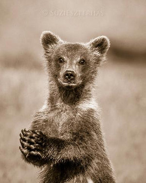 Baby Bear Photo