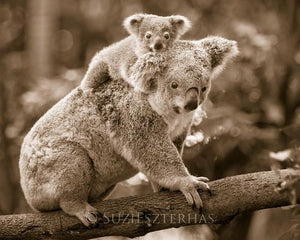 Baby Koala Piggy-Back Photo