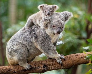 baby koala riding mom - color photo